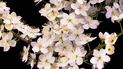 Cherry Blossom. White Flowers Opening on the Branches Cherry Tree. Видео 156968898