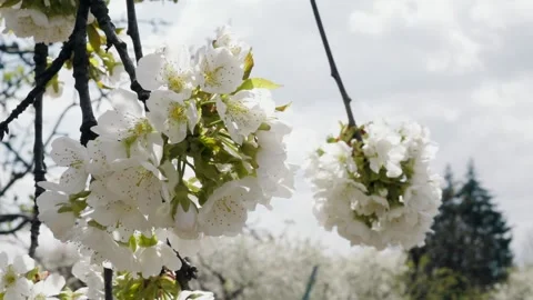 Cherry blossom with white small flowers on a tree. 스톡 동영상 238924331