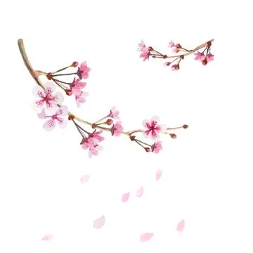 Cherry Blossom on white. Two separate branches of flowering sakura with falling Stock Illustration