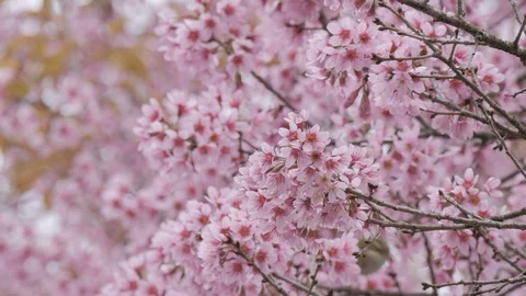 Cherry blossom in the wind Stock Footage 102356653