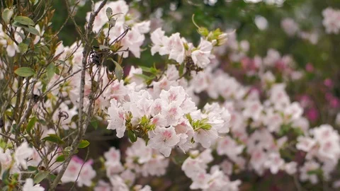Cherry blossom in the wind Stock Footage 102507272