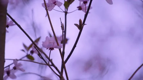Cherry blossom in the wind Stock-Footage 134536311