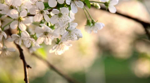 Cherry blossom in the wind.mp4 Stock Footage 37605206
