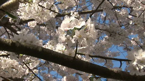 Cherry blossom zoom Stock Footage 737204