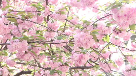 Cherry Blossom Zoom in with pops of sun flare Stock Footage 24368993