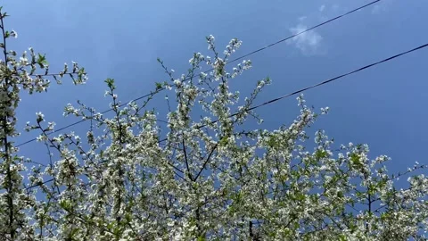 Cherry blossomed. Spring is in full swing. Red tulips flowered. Video stock 239183232