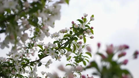 Cherry blossoming branch. Stock Footage 154552990