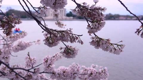 Cherry blossoming brunches Video stock 146141458