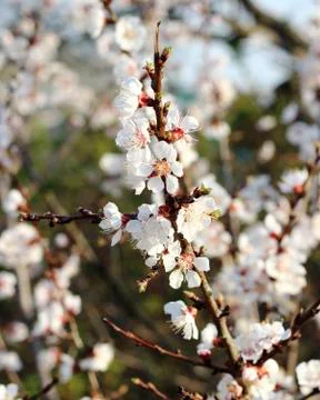 Cherry blossoming Stock Photos