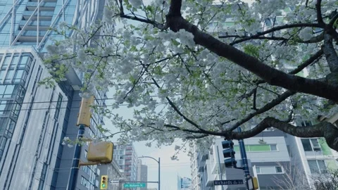 Cherry Blossoming survey 스톡 동영상 332583321