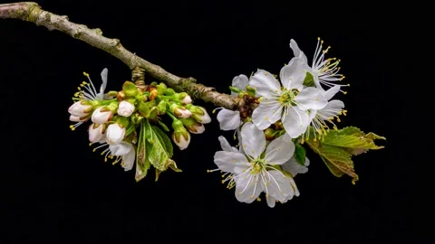 Cherry blossoming time lapse Stock Footage 131220575