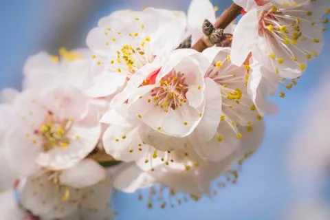 Cherry blossoming tree branch 스톡 사진