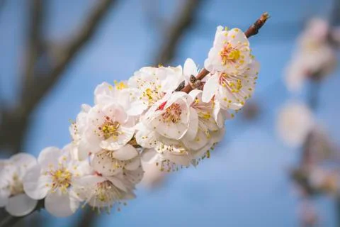 Cherry blossoming tree branch Stock Photos