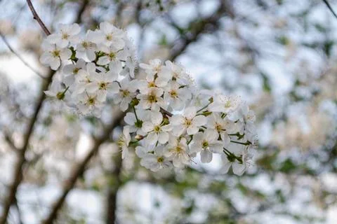 Cherry blossoming tree. Copy space with defocused background Stock Photos