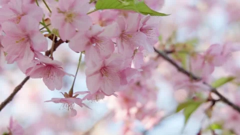 Cherry blossoms 001 Stock Footage 319907210