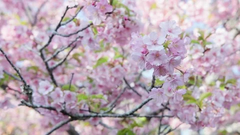 Cherry blossoms 002 Stock Footage 319907211