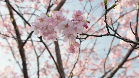 Cherry blossoms 003 Stock Footage 319907203