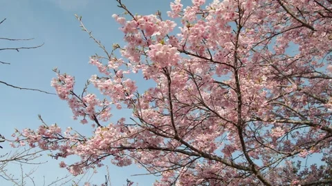 Cherry blossoms 004 Stock Footage 319907208