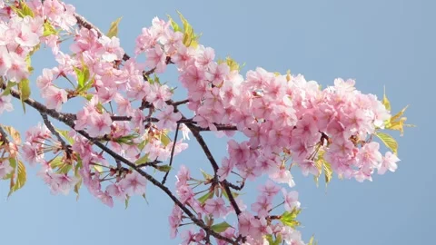 Cherry blossoms 005 Stock Footage 319907219
