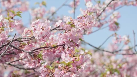 Cherry blossoms 006 Stock Footage 319907218