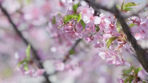 Cherry blossoms 007 Stock Footage 319907221