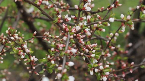 Cherry blossoms 1 Stock Footage 58895094