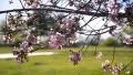 Cherry Blossoms 11 Slow Motion 24fps HD Footage