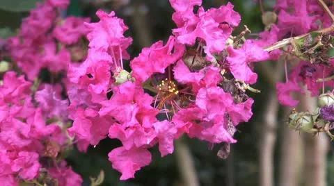 CHERRY BLOSSOMS 2 Stock Footage 11193698