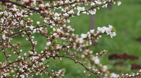 Cherry blossoms 2 Видео 58895569