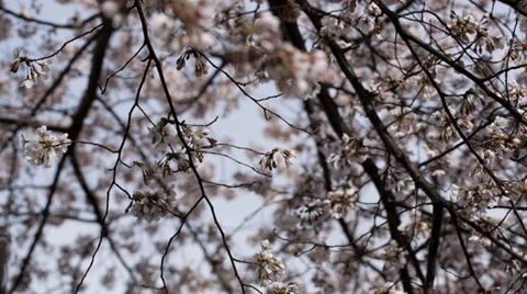 Cherry Blossoms 2014 Pan Shot Stock Footage 37058150