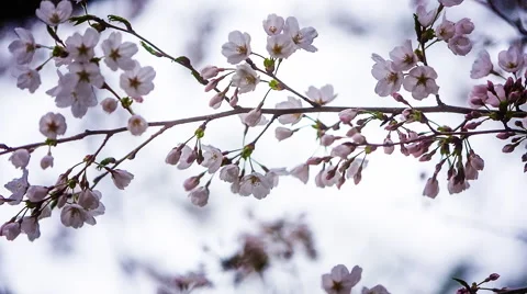 Cherry Blossoms 2015 Stock Footage 49103559