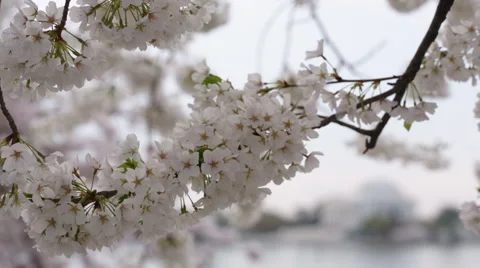Cherry Blossoms 2015 Stock Footage 49135756