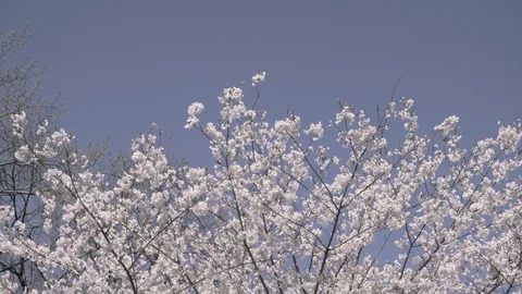 Cherry Blossoms 2018 Stock Footage 89553215
