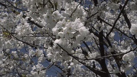 Cherry Blossoms 2018 Stock Footage 89553386