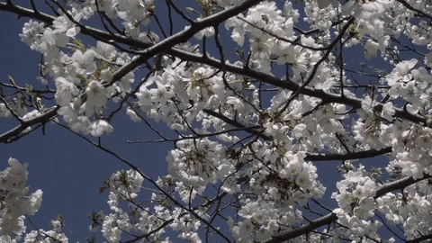 Cherry Blossoms 2018 Stock Footage 89553552