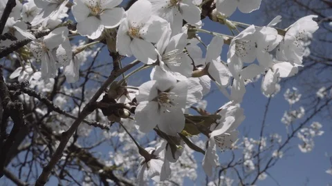 Cherry Blossoms 2018 Stock Footage 89553766