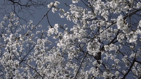 Cherry Blossoms 2018 Stock Footage 89553932