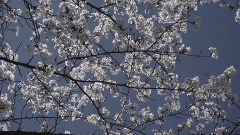 Cherry Blossoms 2018 Stock Footage 89555713