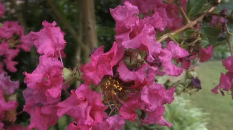 CHERRY BLOSSOMS 3 Video stock 11193805