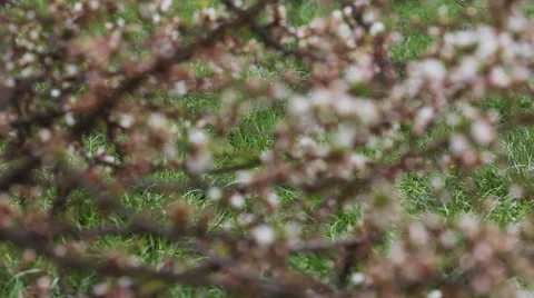 Cherry blossoms 3 Stock Footage 58895162
