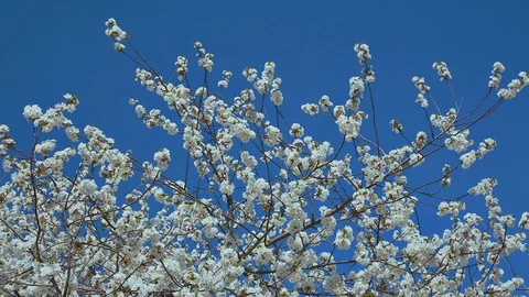 Cherry blossoms 3 Stock Footage 128441227