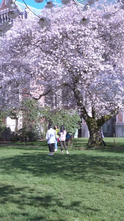 Cherry blossoms 30sec 4k 1-1 動画素材 129393697