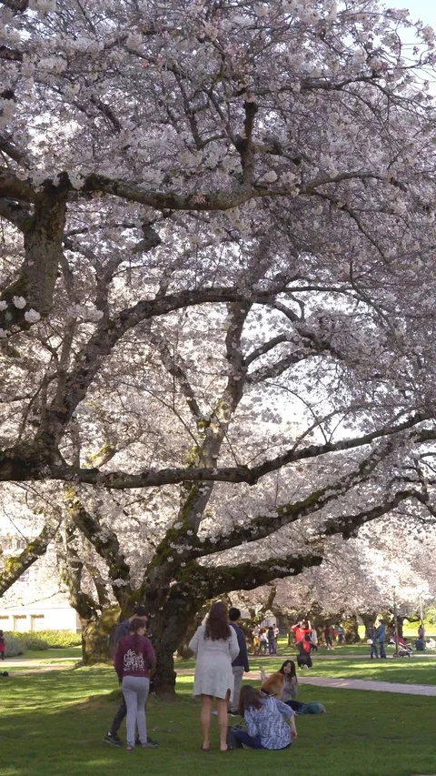 Cherry blossoms 30sec 4k 2-1 Video stock 129393692