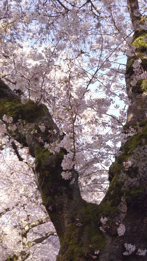 Cherry blossoms 30sec 4k 3-1 Video stock 129393696