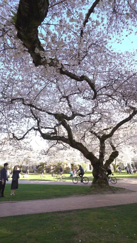 Cherry blossoms 30sec 4k 4-1 Video stock 129393729