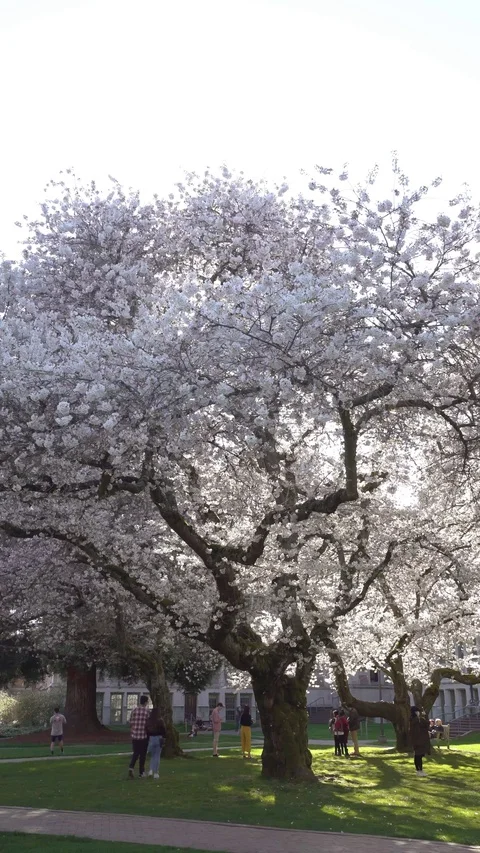 Cherry blossoms 30sec 4k 5-1 Video stock 129393723