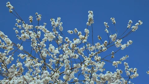 Cherry blossoms 4 Stock Footage 128441196