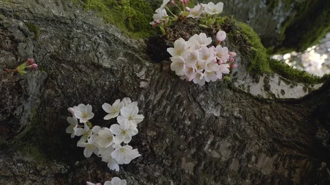 Cherry blossoms 4k 1min 1-1 Video stock 129393736