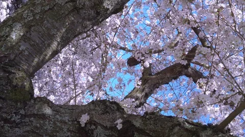 Cherry blossoms 4k 30sec 1-1 스톡 동영상 129393604