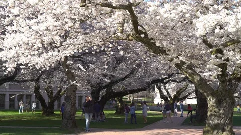Cherry blossoms 4k 30sec 3-1 스톡 동영상 129393609